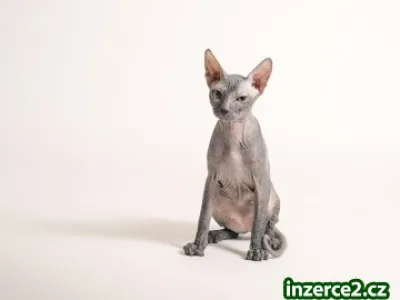 Kotata don sphynx s pp