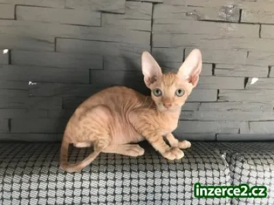 Don Sphynx kotatka s PP k prodeji
