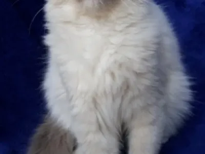 Krásné kocourek Ragdoll s PP