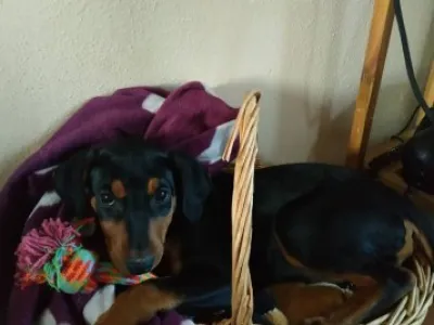 Německý pinč