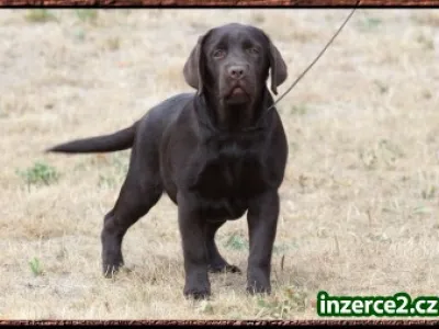 LABRADOR RETRIEVER - čoko fenečka