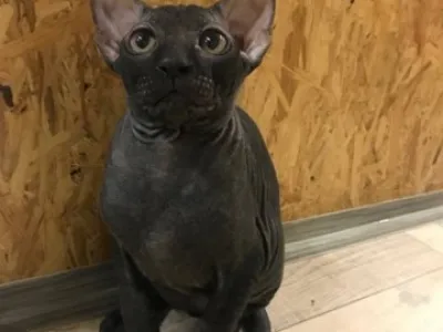 Don Sphynx kotě s PP