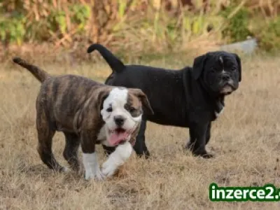Kontinentální buldok