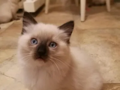 Kocourek Ragdoll.