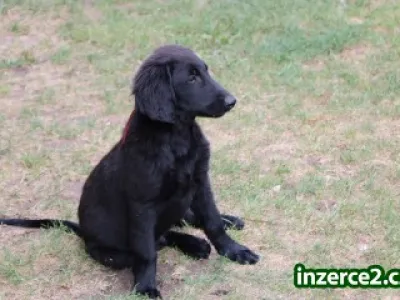 Štěně - Flat Coated Retriever