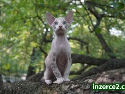 Don Sphynx kotata s PP k rezervaci