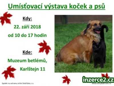 Umísťovací výstava koček a psů
