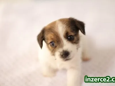 Jack Russell Terier