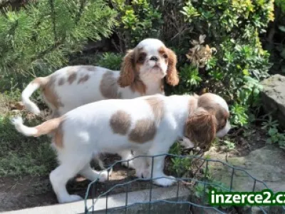 King charles spaniel s pp