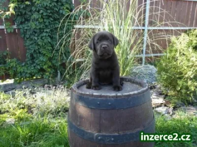 Labradorský retriever