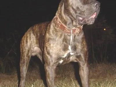 Americký bandog