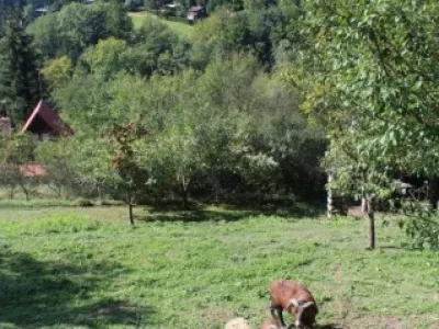 Prodej pozemku 1590 m2, Rusava