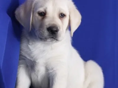 Krásný labradorský retriever pro pěkný domov