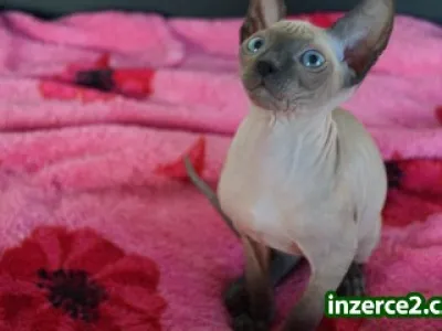 Don Sphynx kotatka s PP k prodeji