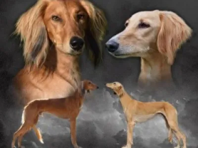 Saluki štěňata s PP (Perský chrt)