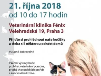 Umísťovací výstava koček v Praze 3
