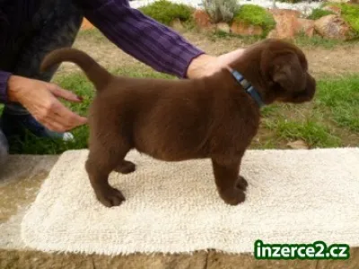 Labradorský retrievr