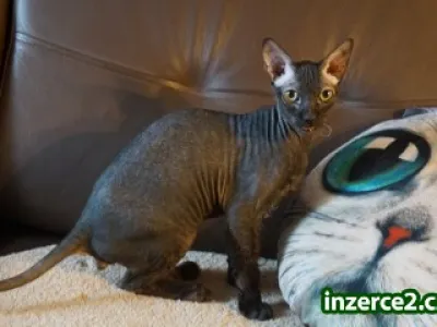 Sphynx donský kocourka s PP