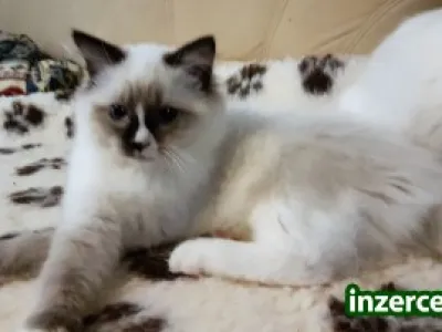 Ragdoll - koťátka s PP