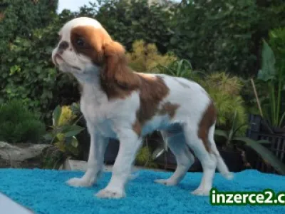 King charles spaniel s pp