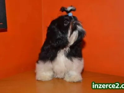 Prodám Shih-tzu