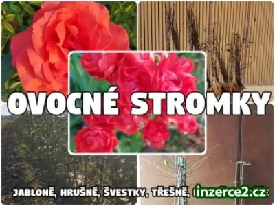 Ovocné stromky Polsko-Výrobce-Velkoobchod: jabloně, hrušně, švestky, třešně, meruňky, růže