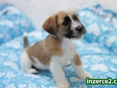 Jack Russel s PP štěňátka