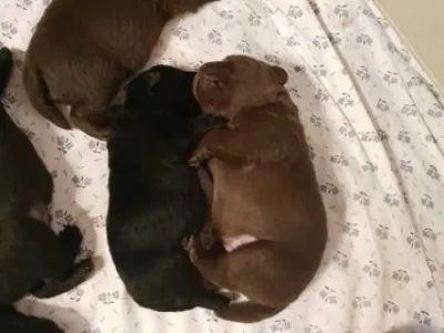 Labradorský retrívr - štěňátka