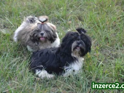 Prodám Shih-tzu