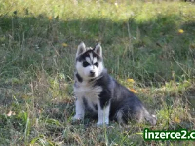 Siberian husky