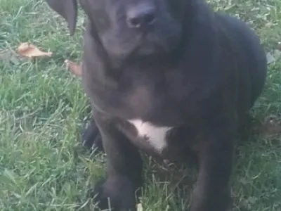 Americký Bandog