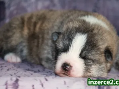 Akita inu s PP