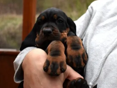 Black and Tan Coonhound