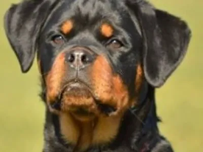 Fena rottwajlera