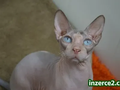 Don Sphynx kocourek s PP k prodeji
