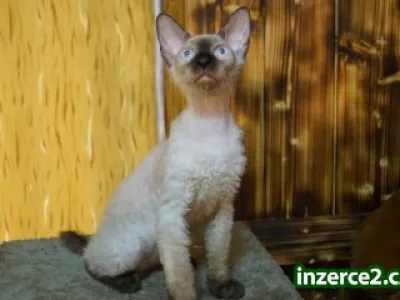 Don Sphynx kotatko s PP k rezervaci