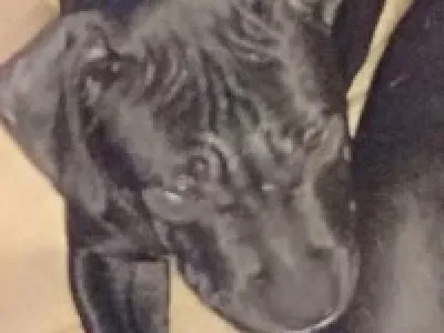 Americký stafordšírský terier bez p