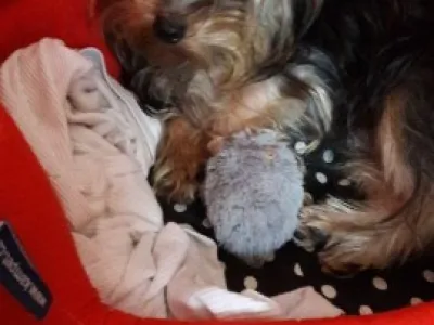 Jorkšírský teriér - půlroční pejsek