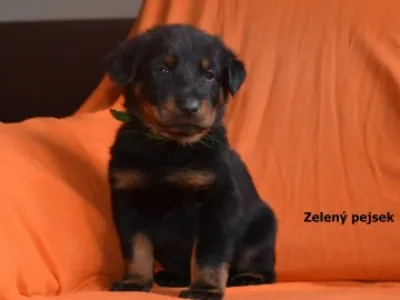 Francouzský ovčák - Beauceron