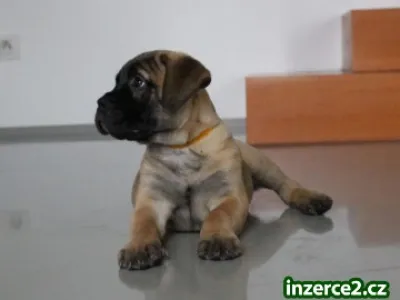 Bullmastiff - štěňata s průkazem původu k prodeji