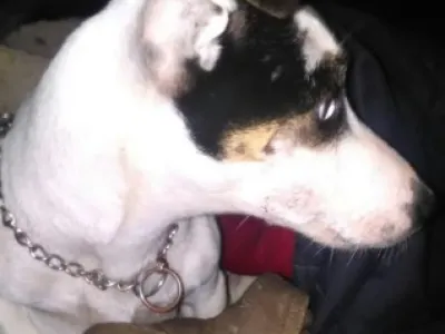 Jack Russel teriér