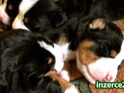 Velký švýcarský salašnický pes