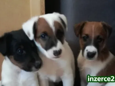 Foxteriér hladkosrstý - štěňata