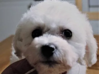 Bišonek - Bichon Frisé