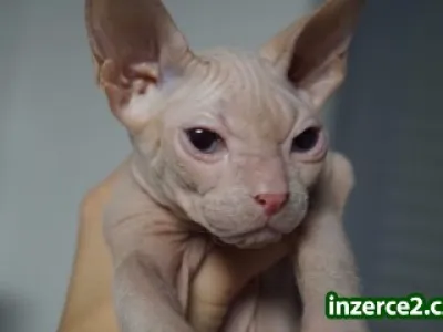Don Sphynx kote s PP k odběru