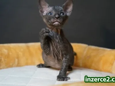 Sphynx koťátka  Ukrainian Levkoy