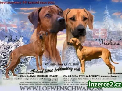 Rhodesian Ridgeback