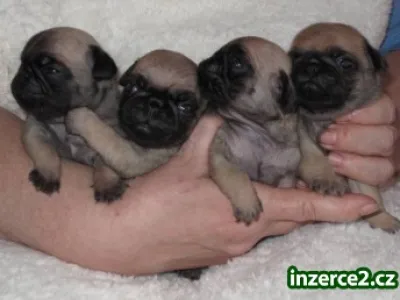 Mops s PP