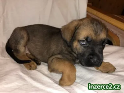 Štěně, kříženci boxer-vlčák