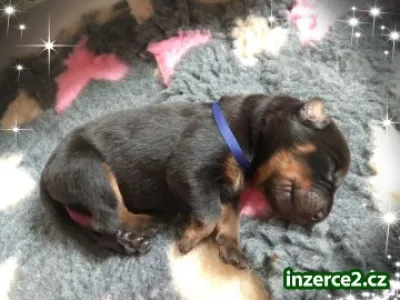 Beauceron - Francouzský ovčák